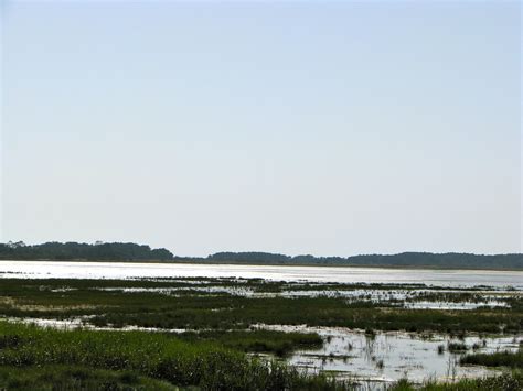 Wildlife Loop Assateague Island Wildlife Loop On Assateag Flickr