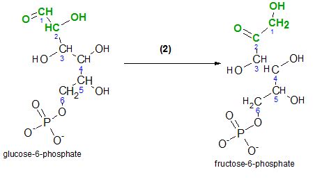 Glucose to Phosphoglyceraldehyde