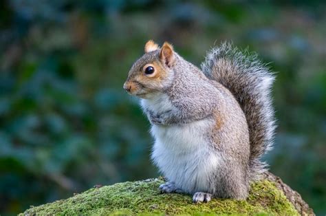 Squirrel in a ForestFree Stock Photo