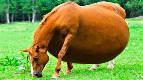 Vous Ne Devinerez Jamais De Quoi Ce Cheval A Accouch Youtube