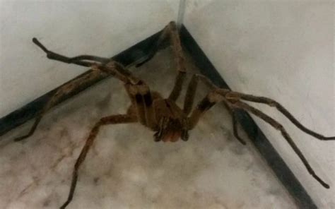 Infesta O De Aranhas Assustam Moradores De Alguns Pontos Da Cidade