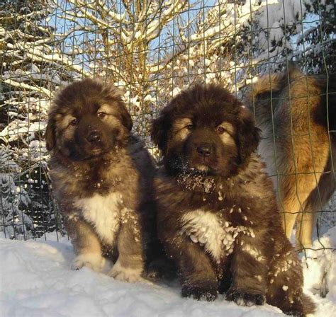 Georgian Shepherd Puppies