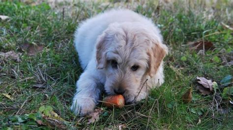 Por Qu Mi Perro Est Deca Do Pero Sigue Comiendo Todo Sobre Tu Mascota