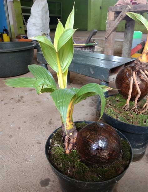 Gambar Bonsai Kelapa Yang Sudah Berbuah Pulp