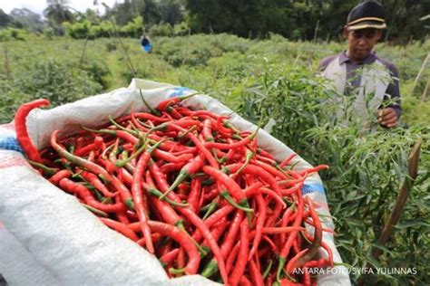 Harga Cabai Di Lampung Makin Pedas Kamis 26 12