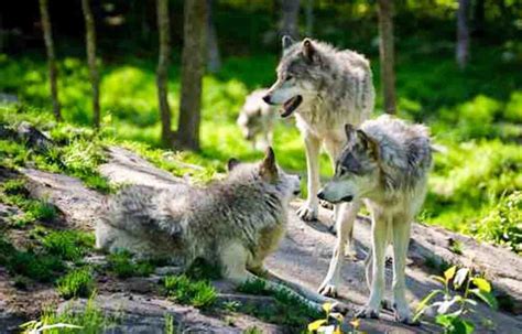 International Wolf Day Growing Population In The Alps