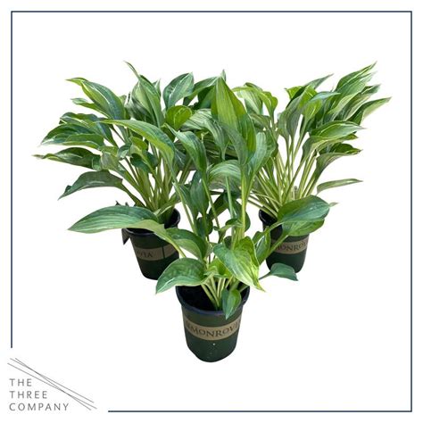 Live Perennial Hosta Yellow Polka Dot Bikini Per Pack Beautiful