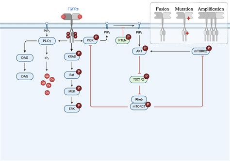 FGFR Signaling Pathway BioRender Science Templates