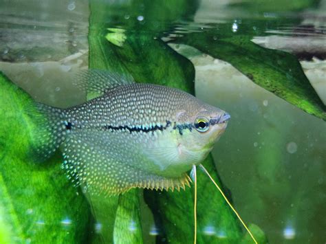 Pearl Gourami: Care Guide, Breeding, Tank Size, & Diseases