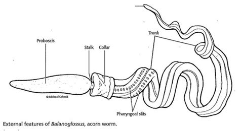 Vert Anatomy Lab Practical 1 Flashcards Quizlet