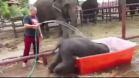 Un bébé éléphant prend son bain Vidéo Dailymotion