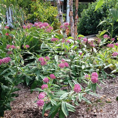 Cinderella Swamp Milkweed Asclepias Incarnata American Meadows