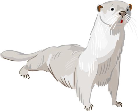 Otter PNG Images Transparent Free Download