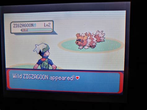 [III] Shiny Uncatchable Zigzagoon after 4749 SR's! (This was like the last reset before I ...