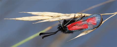 Zygaena Erythrus European L Pidop Res