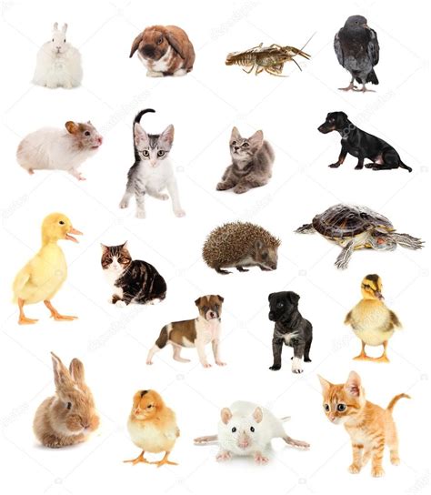 Collage of different cute animals — Stock Photo © belchonock #32848199