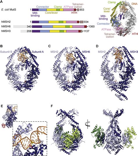 MutS Proteins A E Coli MutS And Human Homologs And Their Domains