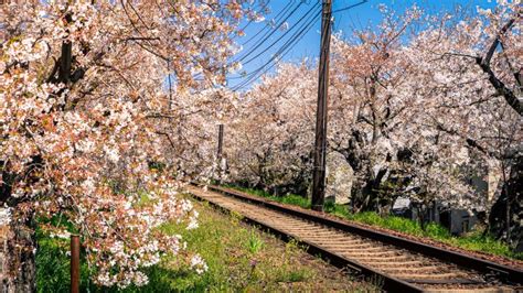 Japanese Railroad Track Landscape With Flourishing Cherry Along Railway