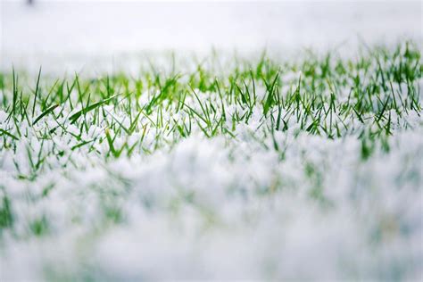 What To Do With Your Lawn After Winter Devitts Nursery And Supply New