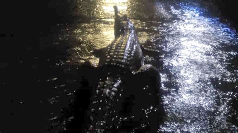 Australia Floods Military To The Rescue As Crocodiles Lurk On Streets