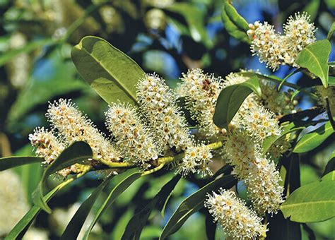 Cuidados Y Consejos Para Cultivar El Laurel Flor En Tu Jardín