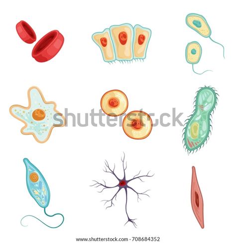 Anatomy Human Cells Set Detailed Vector Stock Vector Royalty Free