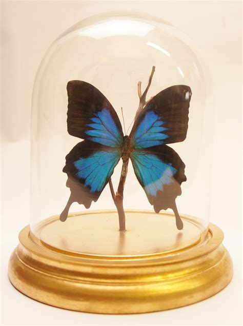 Butterfly Art In A Glass Dome