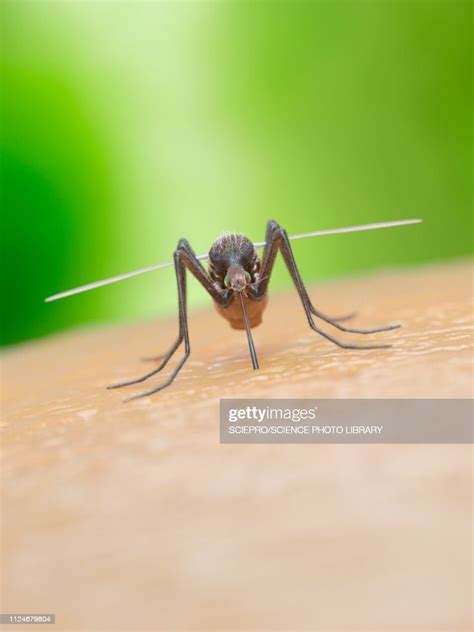 Illustration Of A Mosquito Biting A Human High-Res Vector Graphic ...