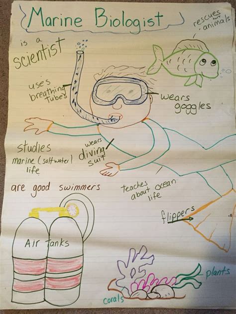 Marine Biologist Anchor Chart | Ocean theme preschool, School age ...