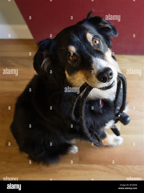 High Angle View Of Black Dog Holding Leash In Mouth Stock Photo Alamy