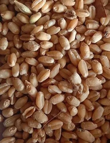 Glossy Lamination Fresh Wheat Grain Packaging Size 50 Kg At Best Price