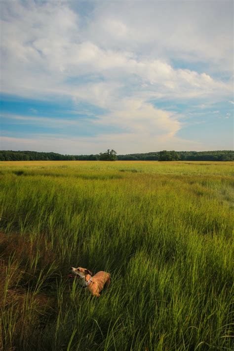 Free Images Landscape Nature Horizon Marsh Cloud Plant Sky