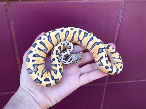 Zebra - Ball Python Traits - Morphpedia