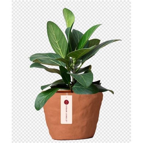 Livetrends Adobe Assorted Foliage House Plant In 36 Oz Pot In The