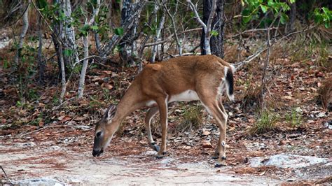 Government Suggests Taking Key Deer Off Endangered List – NBC 6 South Florida