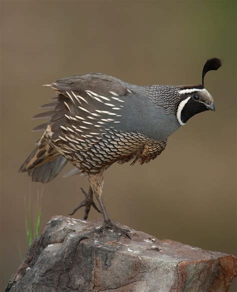 California Quail Birds And Blooms