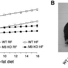 Whole Body M 3 KO Mice Show Reduced Body Weight Compared To WT