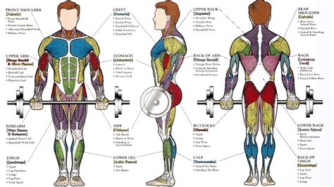 Exersize Muscle Guide | Anatomy System - Human Body Anatomy diagram and ...