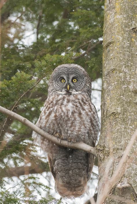 Chouette Lapone Great Grey Owl Laval Qc Canada Sammyboy77