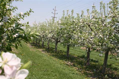 Ludacrisp Apples Tuttle Orchards