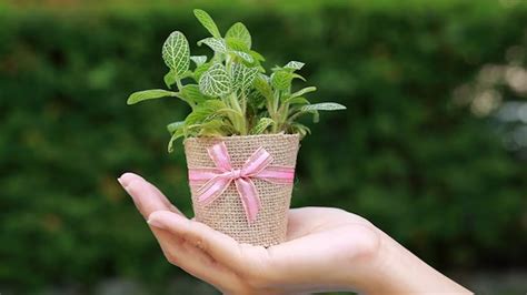 Gift Ideas For Plant Lovers Indoor Plants That Will Make Your