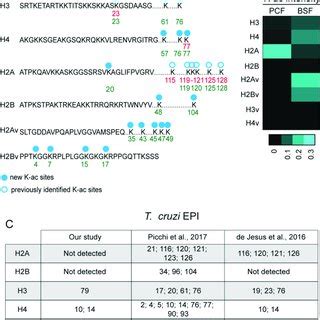 Histone Acetylation Detected In T Brucei Parasite Forms A Schematic