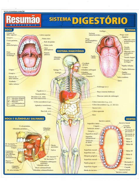 03 Resumão Medicina Sistema Digestório Pdf