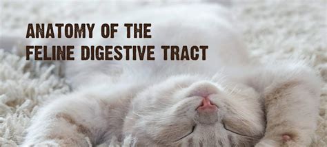 Understanding Your Cat’s Digestive System & Gut Health Tips