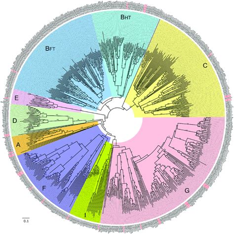 Phylogenetic Tree Abc Dot Tree Representing Evolutionary