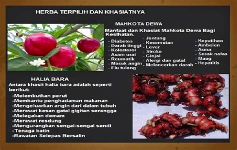 majun mutiara produk  khasiat