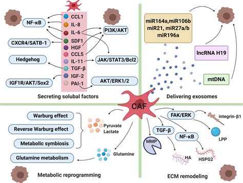 Frontiers The Role Of Tumor Stroma Interactions In Drug Resistance