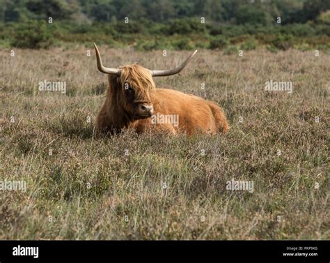 Long Haired Cattle Hi Res Stock Photography And Images Alamy