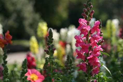 Consejos Para Cuidar Perritos Unas Flores Llenas De Color