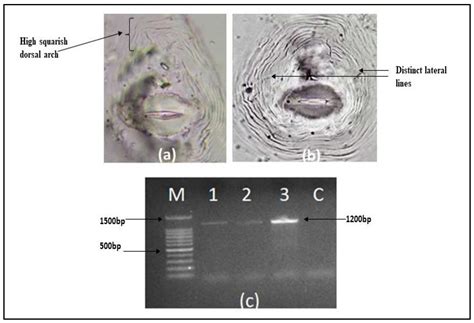 Agronomy Free Full Text Management Of Root Knot Nematode With Non